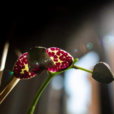 coronavirus natura orchidea
