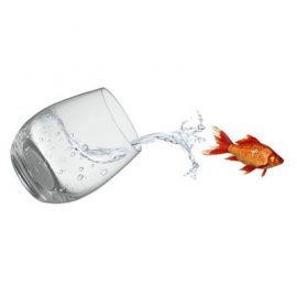 pesce fuor d'acqua