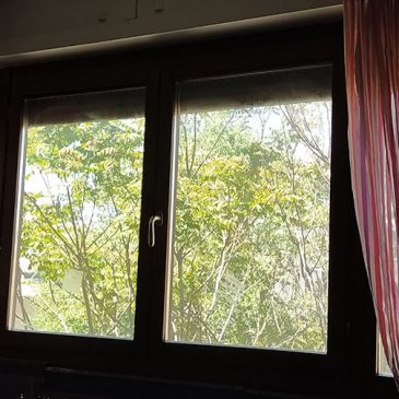 L’albero davanti la vetrata
